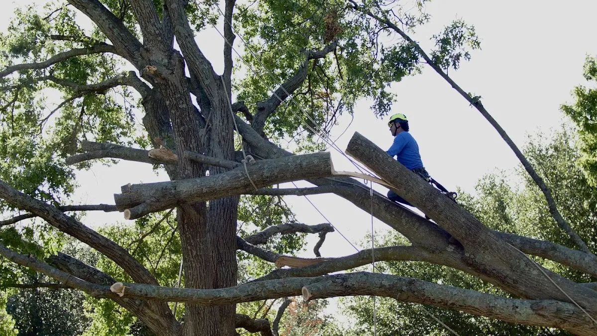 Professional Hazardous Tree Removal performed by certified arborists in Walsh