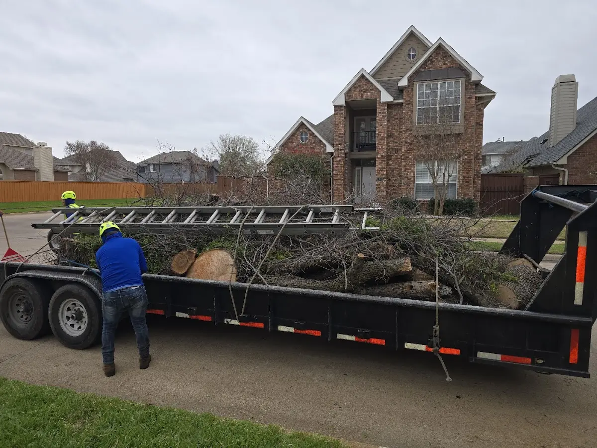 Expert Tree Pest Control with proper safety equipment in Walsh